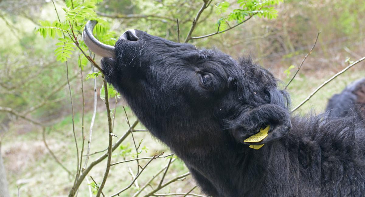 Welsh Black kvæget i Svanninge Bjerge. Foto: Casper Tybjerg