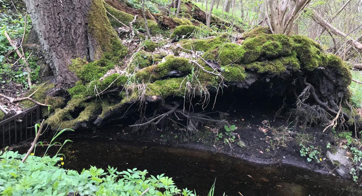 Vildskov i Svanninge Bjerge