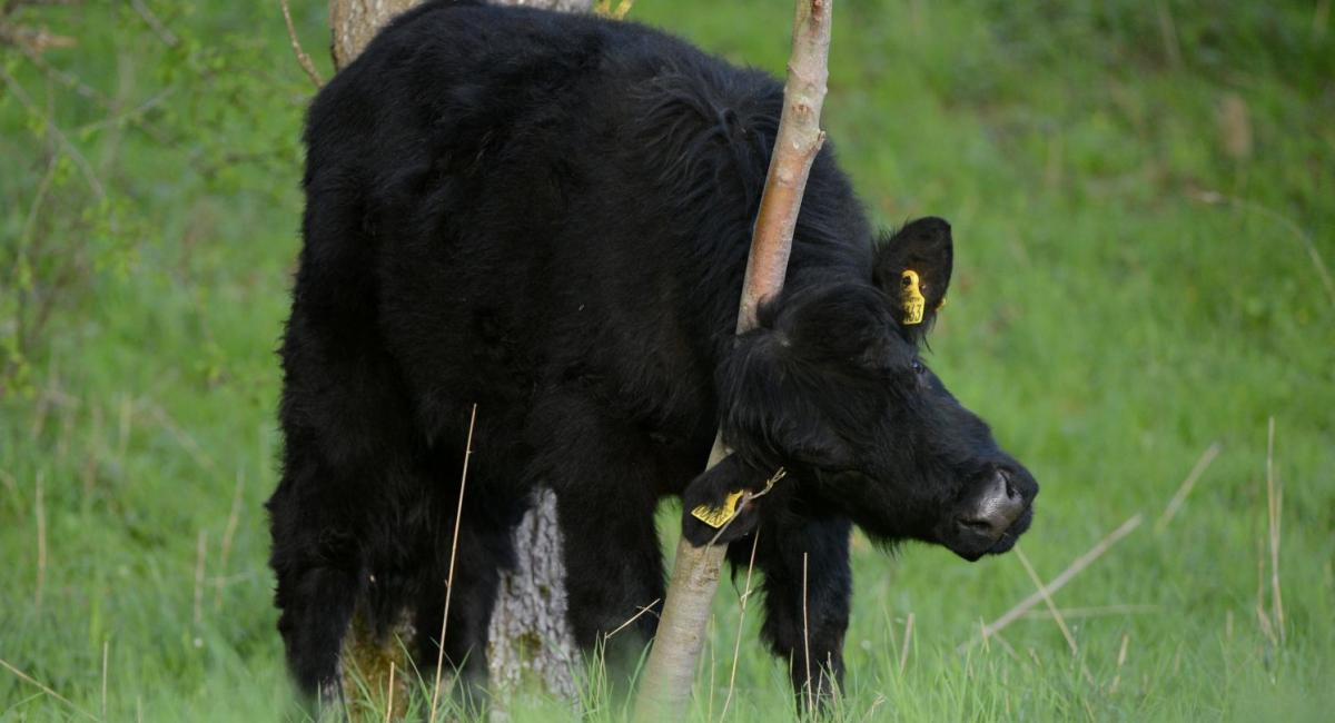 Welsh Black kvæget i Svanninge Bjerge. Foto: Casper Tybjerg