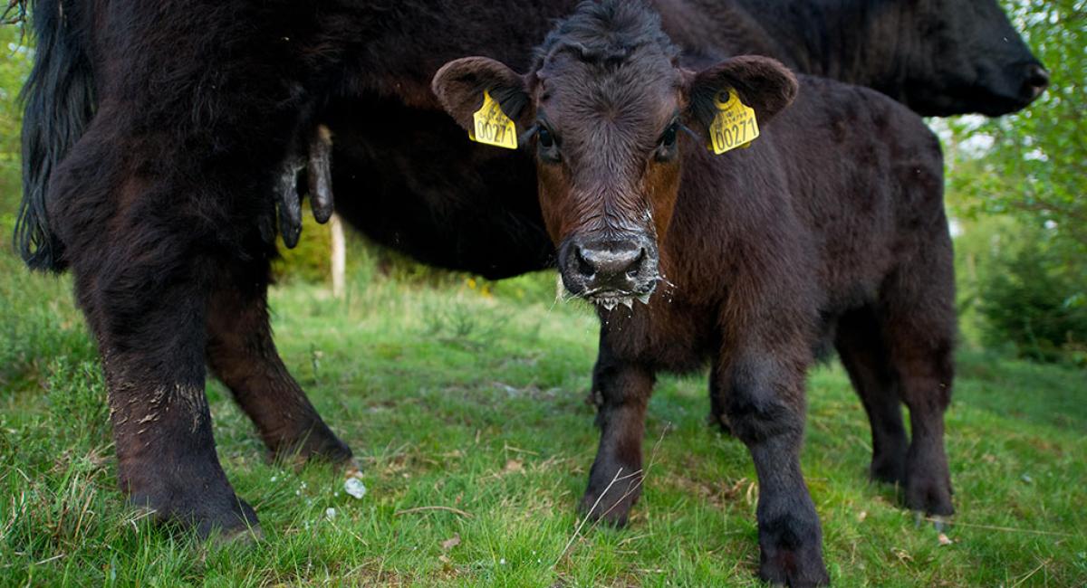 Welsh Black kvæget i Svanninge Bjerge. Foto: Casper Tybjerg