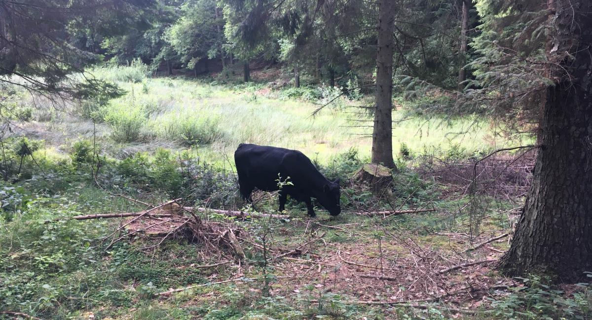 Welsh Black ko i skoven. Foto: Caroline-Marie Vandt Madsen