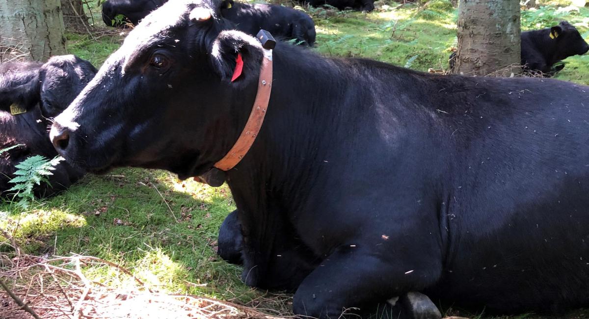 Welsh Black ko med GPS. Foto: Anders Pedersen