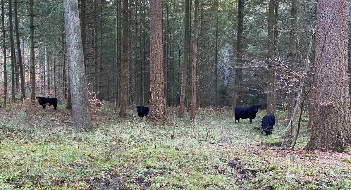 Svanninge Bjerge kvæg i vildskoven. Foto: Caroline-Marie Vandt Madsen