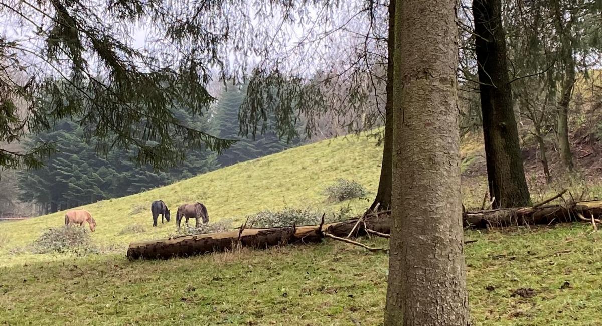 Heste af racen Dülmener i Svanninge Bjerge