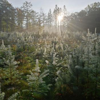 Svanninge Bjerge natur