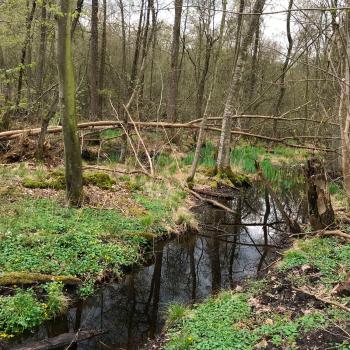 Vildskov i Svanninge Bjerge