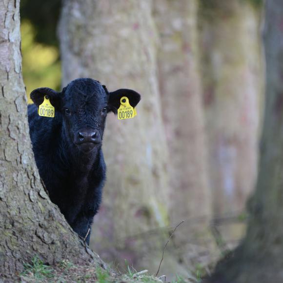 Welsh Black kvæget i Svanninge Bjerge. Foto: Casper Tybjerg