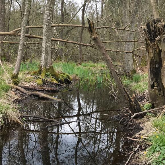 Vildskov i Svanninge Bjerge